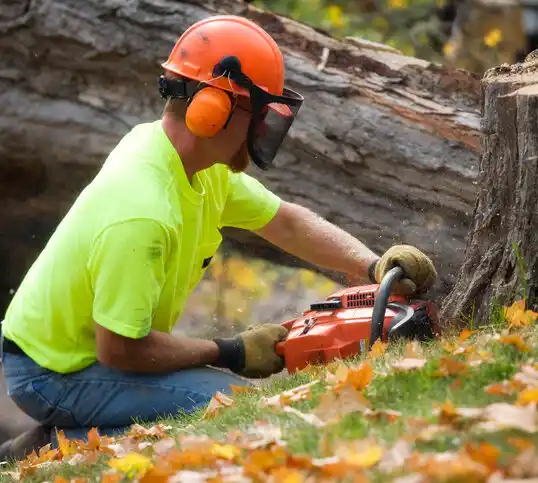 tree services Grand Haven